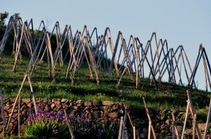 Échalas de la Bonnette