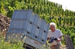 Vendange en coteaux