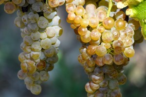 Grappe de viognier