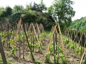 La vigne et son environnement