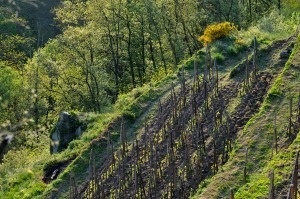 La vigne et son environnement