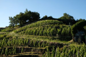 Une visite des coteaux de la Bonnette à Condrieu