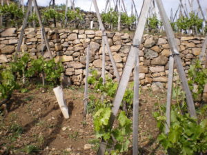 Les murettes du Clos de la Bonnette