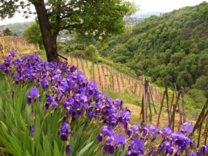 Les iris du Clos de la Bonnette